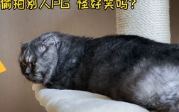 娱乐圈吃瓜猫,揭秘吃瓜猫背后的娱乐真相
