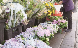 厦门鲜花,花园城市的浪漫绽放