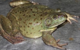 娱乐吃瓜酱牛蛙,揭秘娱乐圈那些鲜为人知的幕后故事