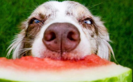 娱乐吃瓜菌小狗视频大全,小狗视频大全趣味盘点