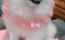 娱乐吃瓜酱小白狗,揭秘娱乐圈那些不为人知的幕后故事