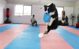 飞盘狗训练,培养狗狗运动天赋的秘诀