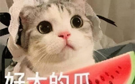 娱乐吃瓜喵不务正业版,揭秘明星不务正业背后的秘密