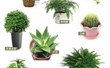 植物网,易养繁殖的多肉新宠