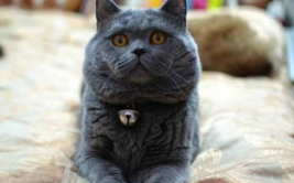 英短蓝猫,探寻英国短毛猫中的蓝色传奇