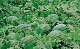 718吃瓜娱乐入口,带你领略热门话题新风向