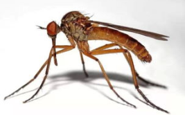 娱乐吃瓜酱蚊子