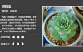 多肉植物图谱,千姿百态，一图识全