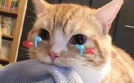 吃瓜娱乐君折耳猫,吃瓜娱乐君带你揭秘网红宠物的魅力与争议