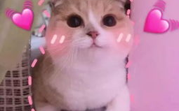 羊了羊娱乐吃瓜,揭秘娱乐圈吃瓜背后的真相